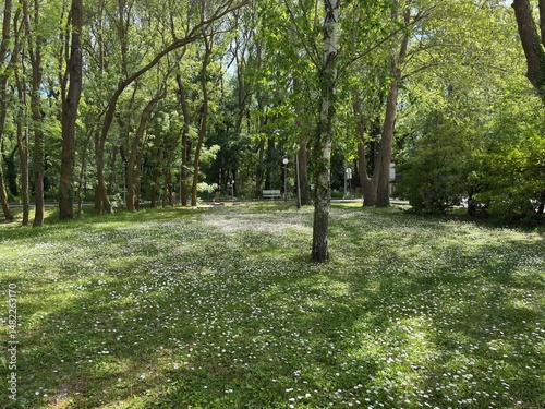 Fototapeta Naklejka Na Ścianę i Meble -  path in the park