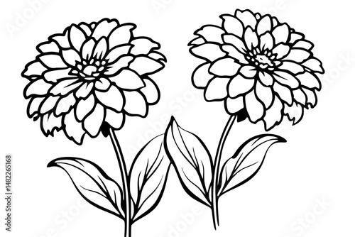 zinnia silhouette line art vector illustration with a white background