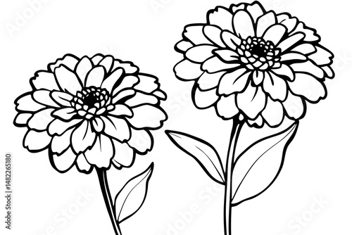 zinnia silhouette line art vector illustration with a white background