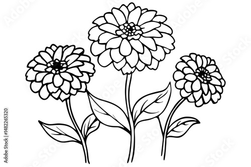 zinnia silhouette line art vector illustration with a white background