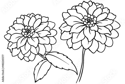 zinnia silhouette line art vector illustration with a white background