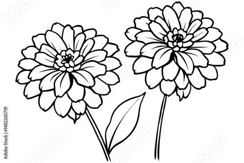 zinnia silhouette line art vector illustration with a white background