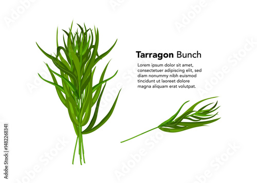 Tarragon bunch isolated on white background stock illsutration