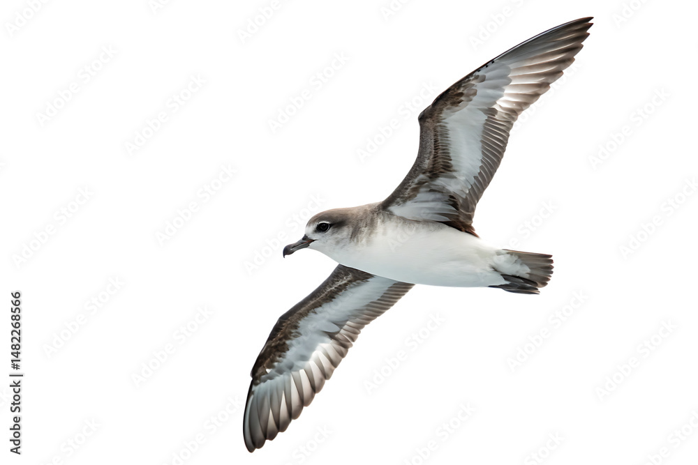Obraz premium Majestic seabird in flight with wings spread isolated on white background, beautiful wildlife