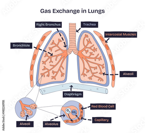 Gas exchange in lungs shows alveoli, capillaries, and red blood cells exchanging oxygen and carbon dioxide. Doodle style diagram