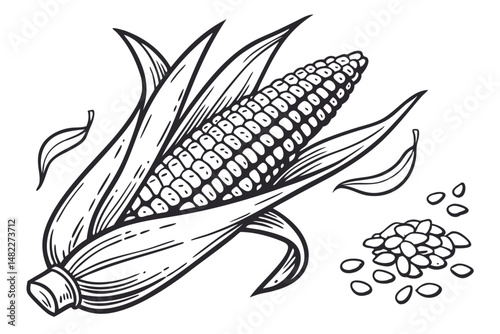 Black and white line art illustration of a corn cob and kernels, fresh and natural.