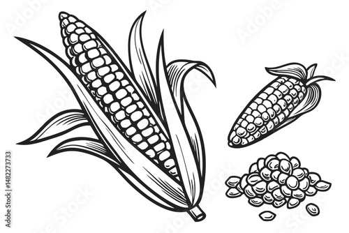 Black and White Line Art Illustration of Corn Cobs and Kernels, Perfect for Food-related Designs and Agricultural Themes.