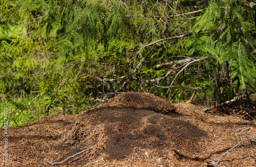 big anthill close up in the forest