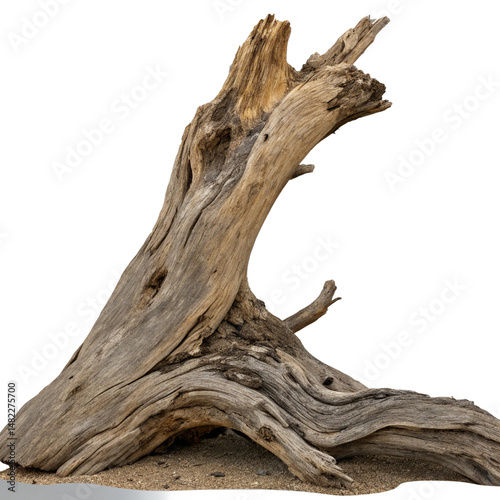 dead tree isolated on white background