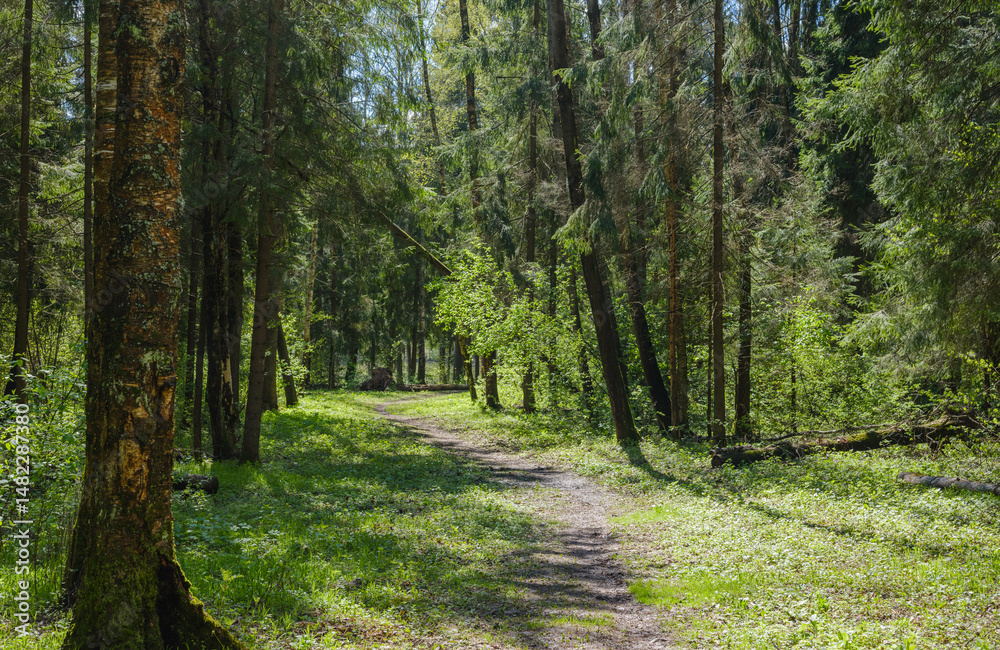 Fototapeta premium path among the trees in the forest