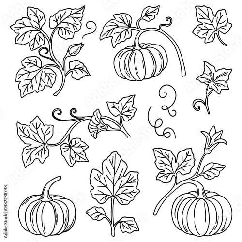 Set of drawn pumpkins. Pumpkin leaves and inflorescences. Vector pumpkin of different shapes. Element for labels, packaging and cards design.