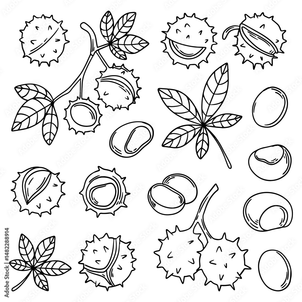Fototapeta premium Set of hand drawn sketch chestnut leaves and fruit. Vector chestnut nut. Chestnut branch with nuts, cracked chestnut.