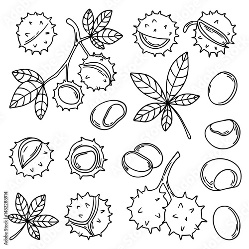 Set of hand drawn sketch chestnut leaves and fruit. Vector chestnut nut. Chestnut branch with nuts, cracked chestnut.
