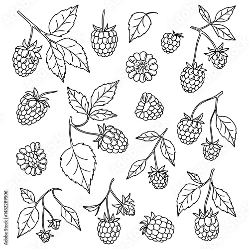 Set of raspberry fruits. Sketch of sweet berry. Berry on a branch, half and whole. Raspberry with leaves. Vector illustration