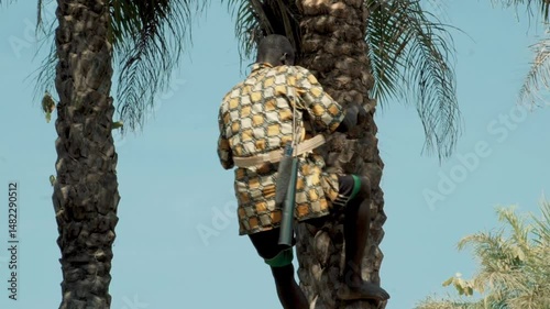 Diola man climbing palm tree barefoot in Casamance to harvest palm wine using handmade climbing ring, filmed in traditional outfit in a palm grove under strong tropical sun