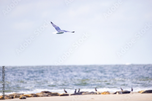 A graceful seagull is soaring high above the calm ocean waves, while sunlight glistens beautifully on the water