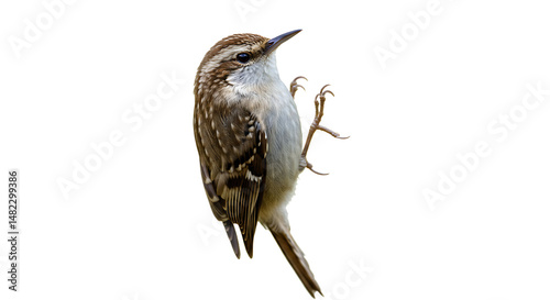 Eurasian treecreeper clings gracefully to an invisible surface against white background
