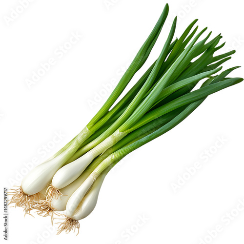 Fresh green scallions with roots isolated on a transparent background ready for cooking photo