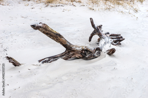 Tree trunk on the bright sandy beach