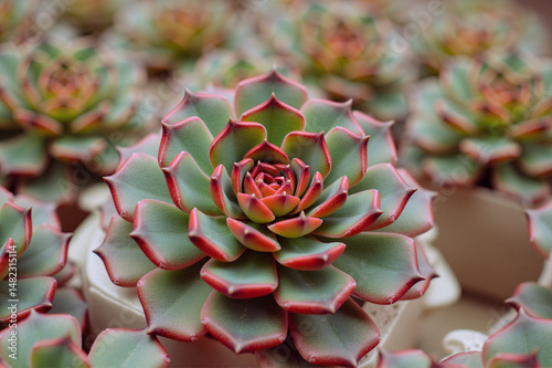 Wallpaper Mural Close-up of a group of succulent plants. Torontodigital.ca