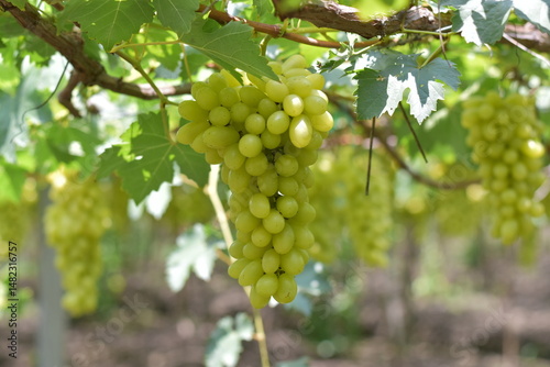 Wallpaper Mural White grape hanging from a vineyard, Sunlight through white grapes in vineyard, Vineyard with white grapes and sun, Grapes in the garden, White Malaka Grape Torontodigital.ca