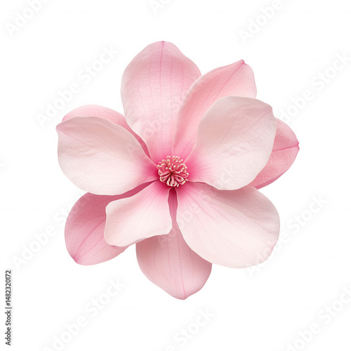 3d Pink magnolia flower blooming gracefully with transparent background, perfect for design projects
