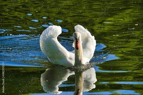 Fototapeta Naklejka Na Ścianę i Meble -  swan on the lake