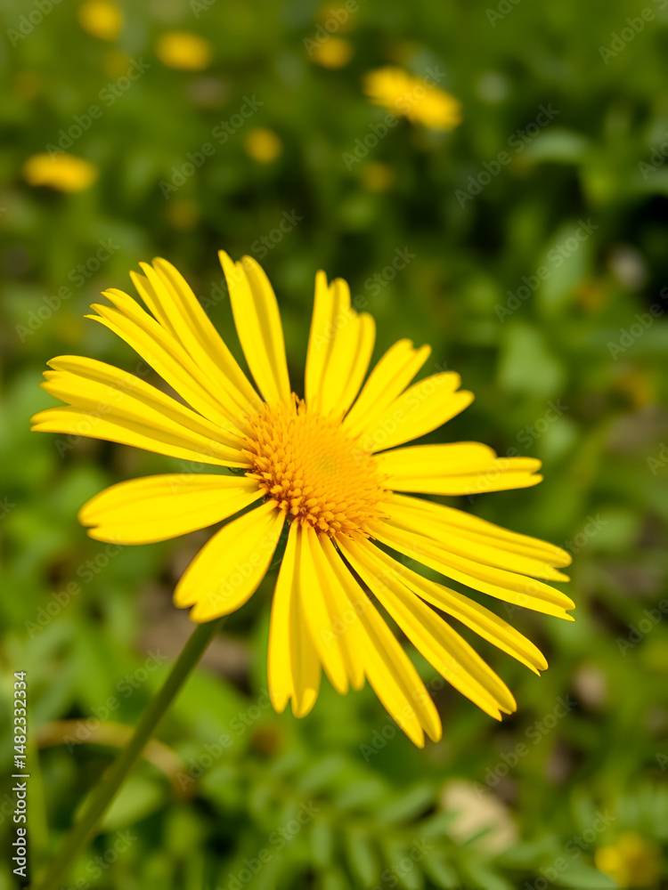 Golden Crownbeard (Also called Golden Crownbeard, Copen Daisy, golden crown beard) in the nature, Golden Crownbeard Flower closeup,Beautiful yellow flower closseup in nature Chakwal, Punjab, Pakistan Golden Crownbeard (Also called Golden Crownbeard, Copen Daisy, golden crown beard) in the nature, Golden Crownbeard Flower closeup,Beautiful yellow flower closseup in nature Chakwal, Punjab, Pakistan