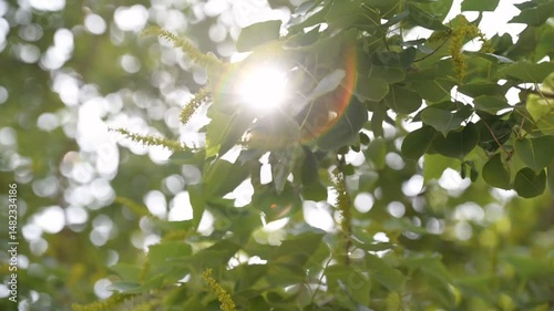 Bright sunlight filtering through lush green leaves on a beautiful day