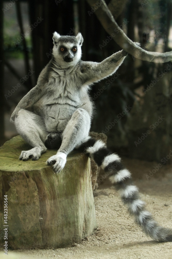 Fototapeta premium a lemur sits on the wood like a boss