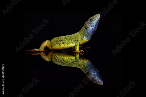 Green lizzard