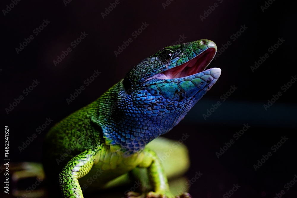 Fototapeta premium Green lizzard