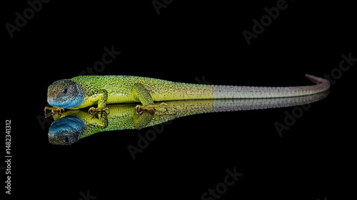 Green lizzard
