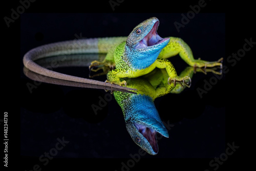 Green lizzard