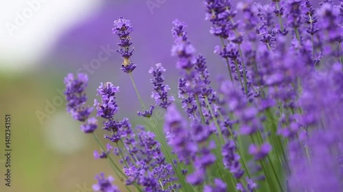 Caressing lavender flowers along a peaceful country lane