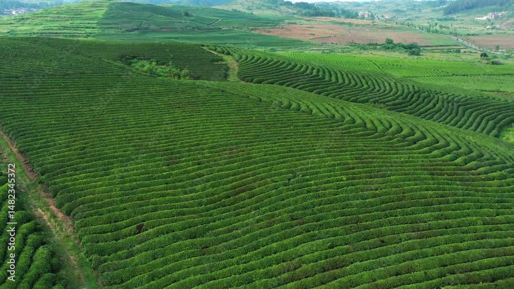 Exploring Guizhou spring tea garden from aerial perspective in China Exploring Guizhou spring tea garden from aerial perspective in China
