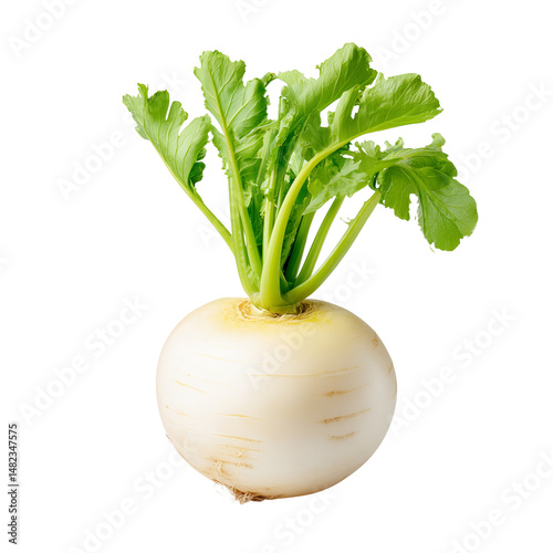 Obraz na płótnie White turnip with green leaves isolated on white background w salonie