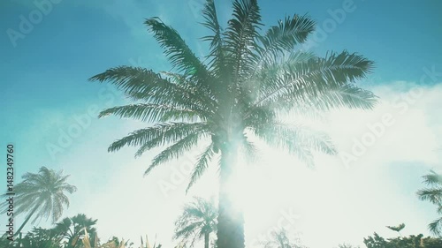 Cinematic upward tracking shot of tropical palm tree in Casamance, Senegal with moody smoke and misty atmosphere, showing trunk and leaves in lush humid West African jungle