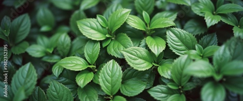 Lush green foliage showcases intricate leaf patterns and textures, creating a vibrant and organic background.