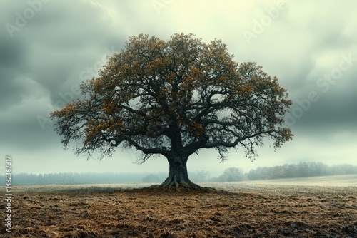Majestic oak tree in a foggy autumn field. Dark, atmospheric landscape photo ideal for websites, book covers, and advertising. Commercial use permitted.