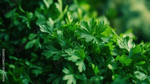 Wallpaper Mural A bunch of fresh parsley leaves, ideal for garnishing green vegetable soups or adding a burst of flavor to salads Torontodigital.ca