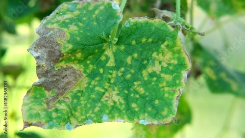 Diseased cucumber leaf affected by tobacco mosaic virus or other fungal infections. Peronosporaceae, Erysiphales, Sclerotinia sclerotiorum, Botrytis, Sclerotinia, Apiognomonia errabunda, Phytophthora