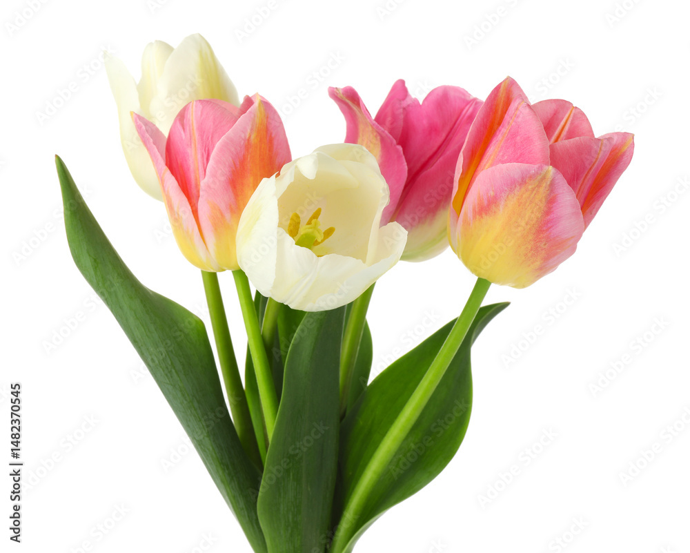 Fototapeta premium Many beautiful colorful tulips isolated on white