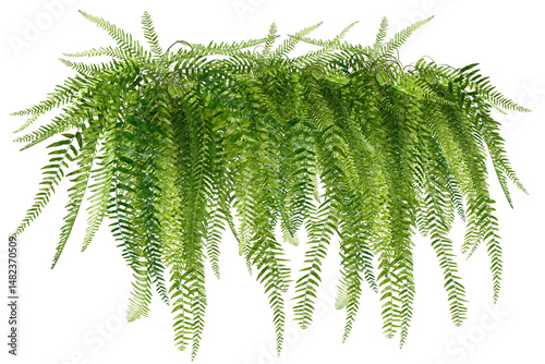 fern isolated on white background/The lush green hanging fern adds a touch of nature and freshness to the space.