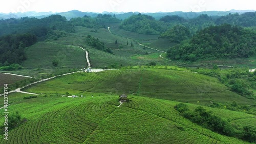 Stunning aerial view of tea mountain in Guizhou's White Tea Country