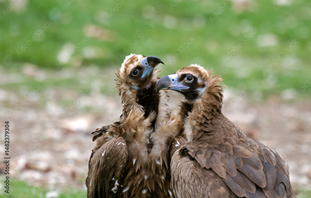 Vautour moine,.Aegypius monachus, Cinereous Vulture, Pyrénées Vautour moine,.Aegypius monachus, Cinereous Vulture, Pyrénées