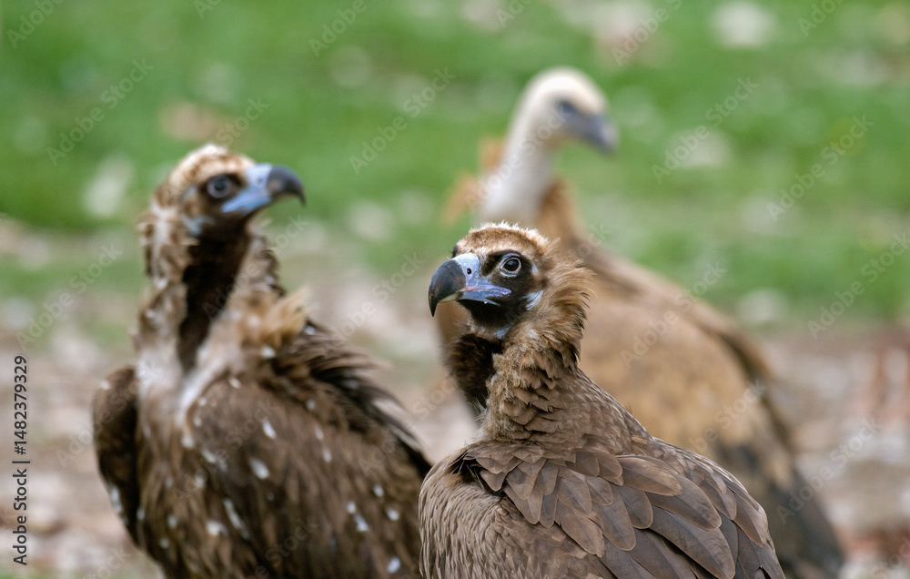 Vautour moine,.Aegypius monachus, Cinereous Vulture, Pyrénées Vautour moine,.Aegypius monachus, Cinereous Vulture, Pyrénées