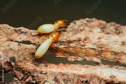 Fotografie Termites destroying wood in close-up: pest control needed
