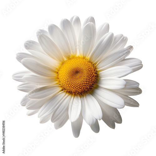 fleur blanche camomille