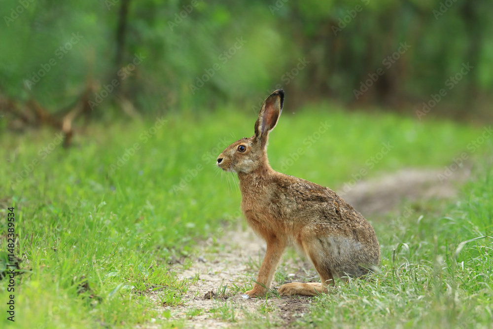 Fototapeta premium European hare, Lepus europaeus, in grass
